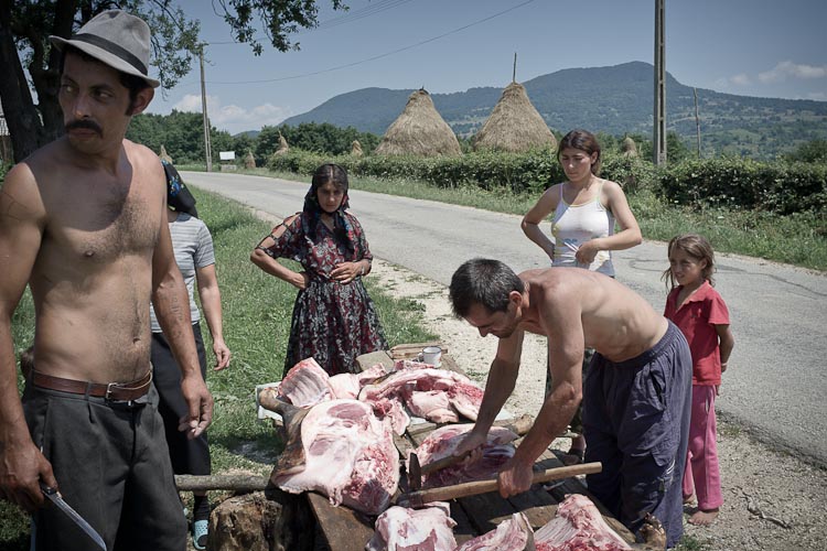 Gypsies slaughtering a pig